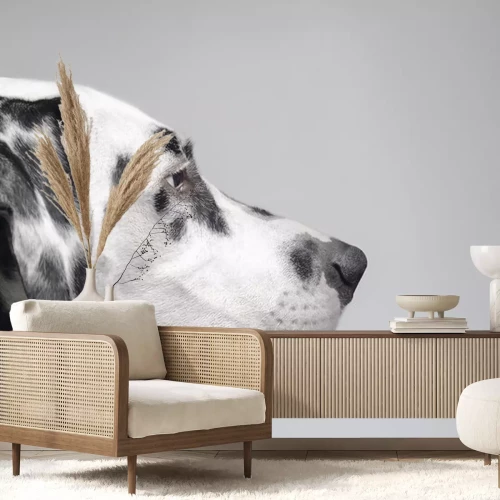 Sticker Zelfverzekerd doelgerichte Dalmatische hond