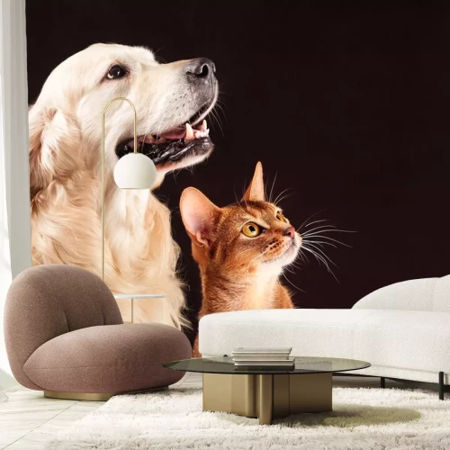 Sticker Katten en hondenvrienden die omhoog kijken