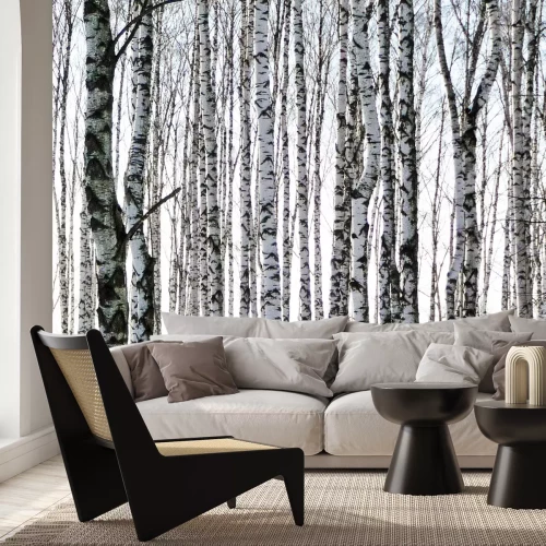 Fotobehang Berken met zwart-witte schors