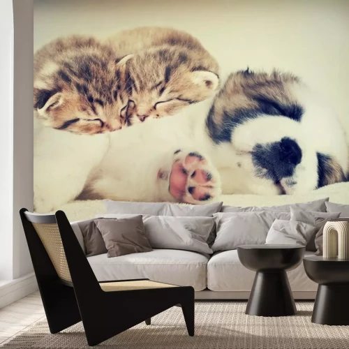 Fotobehang Katten en honden slapen