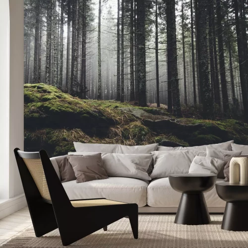 Fotobehang Mistig dennenbos