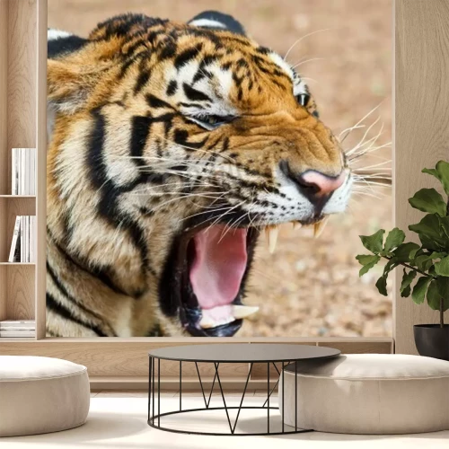 Fotobehang Brullende wilde tijger