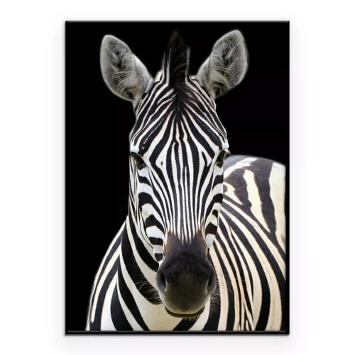 Poster Foto van een zebra op een zwarte achtergrond