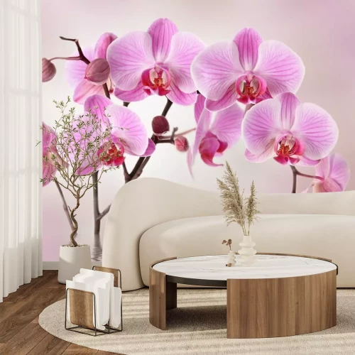 Fotobehang Delicate orchideeënbloemen in roze tinten