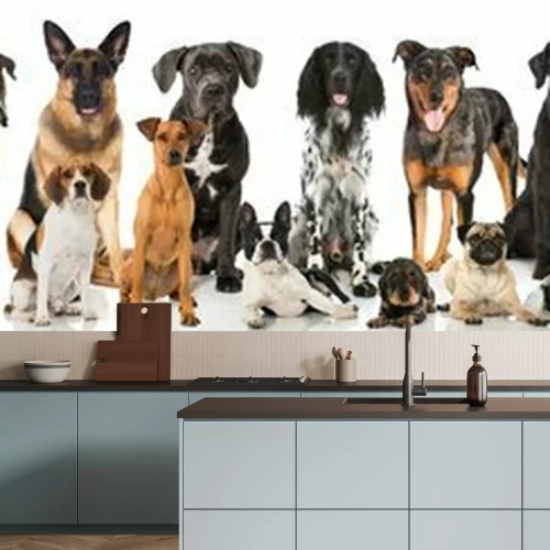 Fotobehang Raszuivere honden op een lichte achtergrond