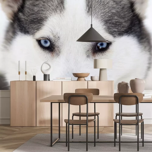 Sticker Wolf met blauwe ogen