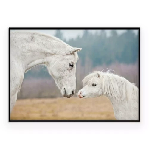 Poster Witte paarden in het veld