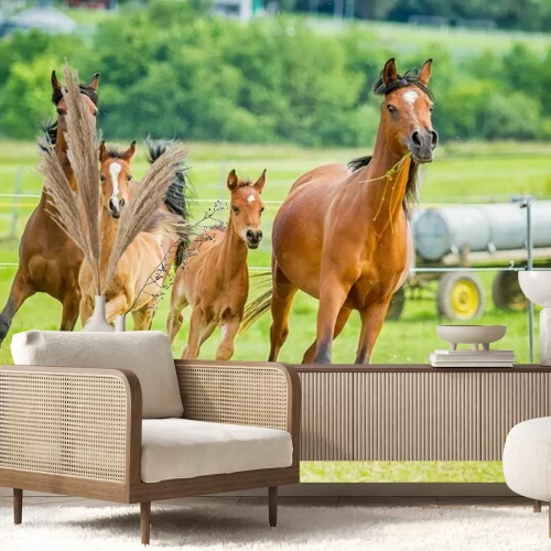 Fotobehang Groep rennende paarden in een paddock