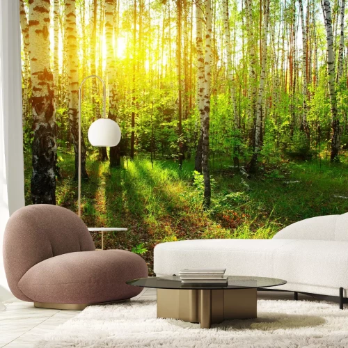 Fotobehang Zonnestralen in een berkenbos