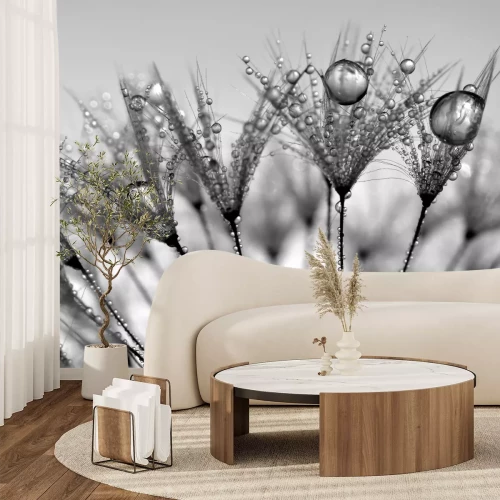 Fotobehang Paardenbloem zaden in regendruppels