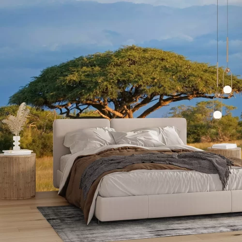 Fotobehang Afrikaanse acaciaboom in het Zimbabwe National Park