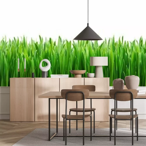 Fotobehang Groen gras op een witte achtergrond