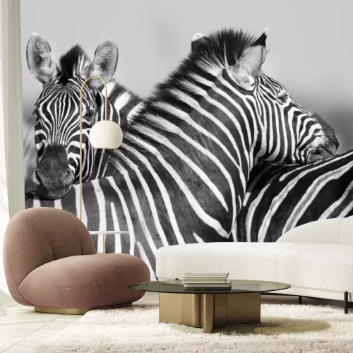 Sticker Gestreepte kudde in zwart-wit foto met de koppen bij elkaar