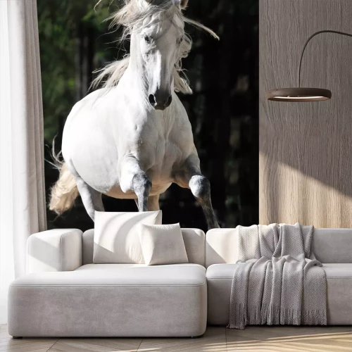 Fotobehang Andalusisch paard in de zomer