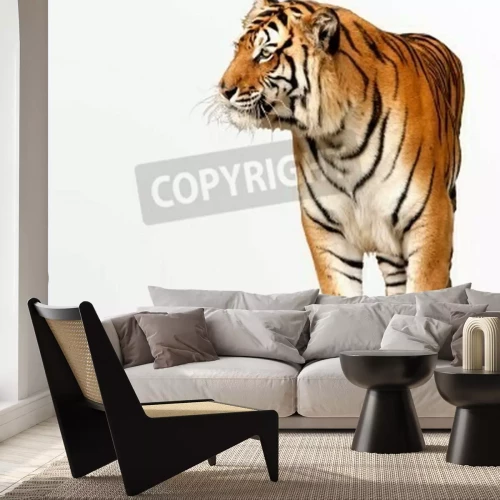 Fotobehang Bengaalse tijger op witte achtergrond