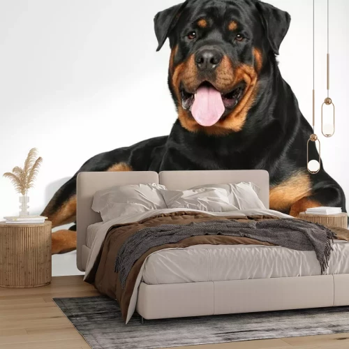 Sticker Rottweiler liggen op witte achtergrond