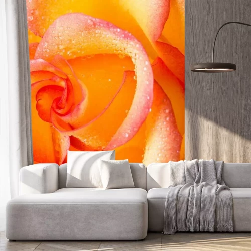 Fotobehang Geel-oranje roos in close-up