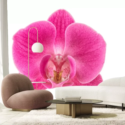 Sticker Grote roze orchidee