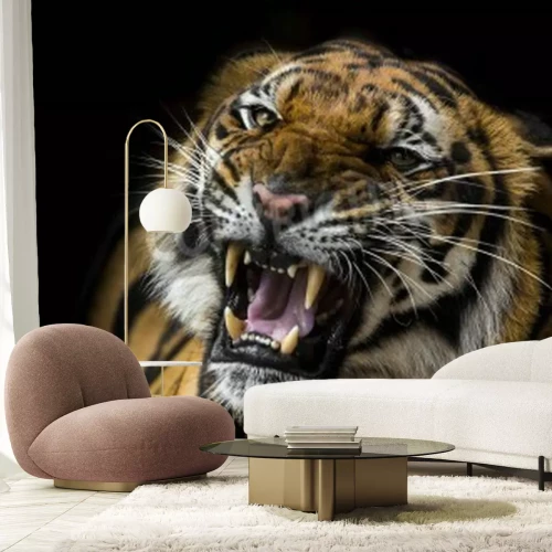 Fotobehang Afrikaanse tijger op een zwarte achtergrond