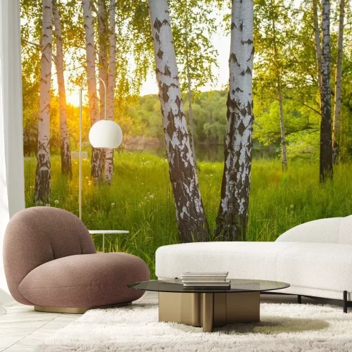 Fotobehang Berken in het bos in de zomer