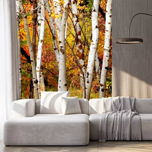 Fotobehang Witte berken in de herfst