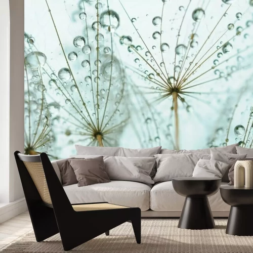 Fotobehang Paardenbloemzaden met dauwdruppels