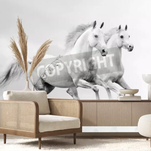 Fotobehang Twee paarden op witte achtergrond