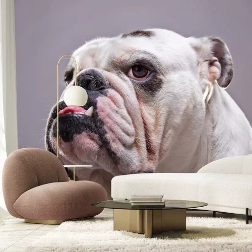 Sticker Bulldog in primo piano