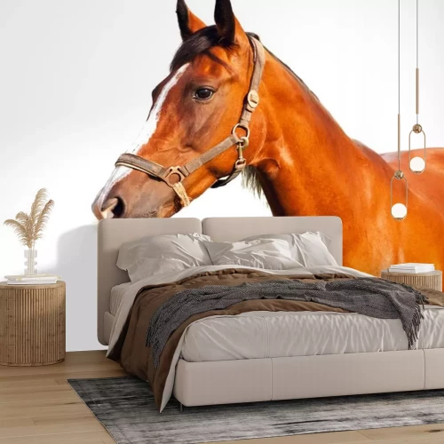 Sticker Paardenhoofd met donkere pony en donkere ogen