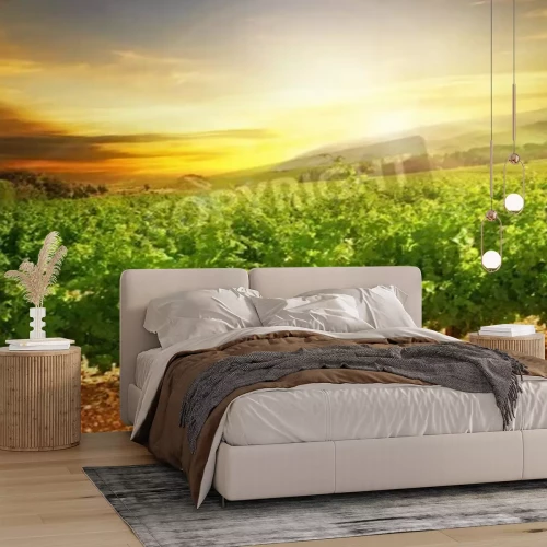 Fotobehang Zonsopgang bij een wijngaard