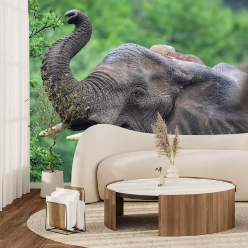 Sticker Afrikanischer Elefant (Loxodonta africana)