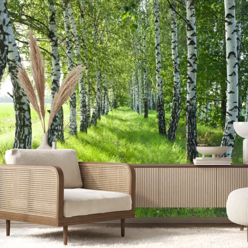 Fotobehang Berken geplant bij een veld