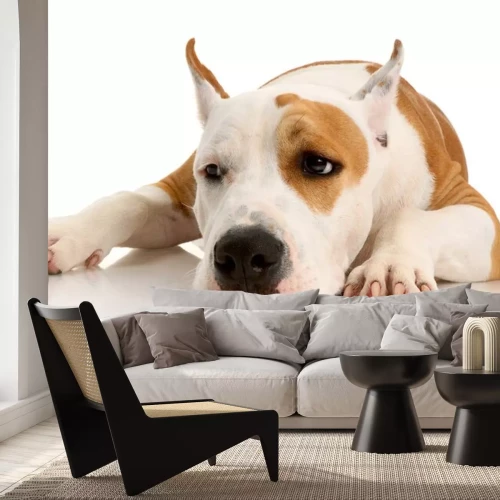 Sticker Liggende gespikkelde hond