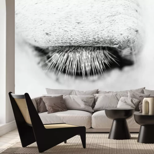 Fotobehang Oog van een paard in macro-stijl