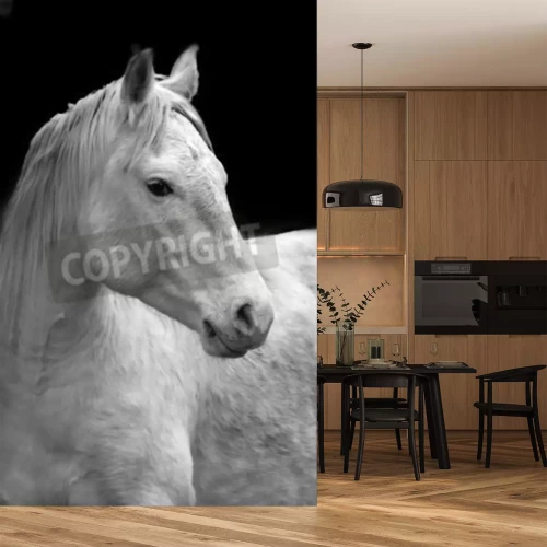 Fotobehang Portret van een paard op een donkere achtergrond