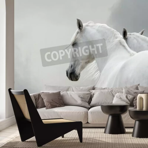 Fotobehang Twee paarden op grijze achtergrond