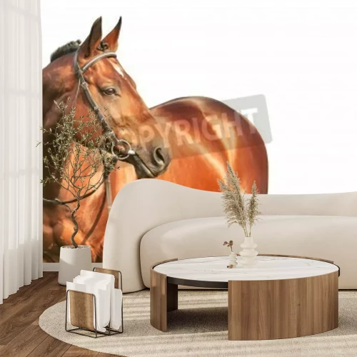 Fotobehang Zwarte hengst op lichte achtergrond