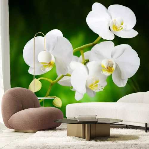 Sticker Witte bloemen van een orchidee