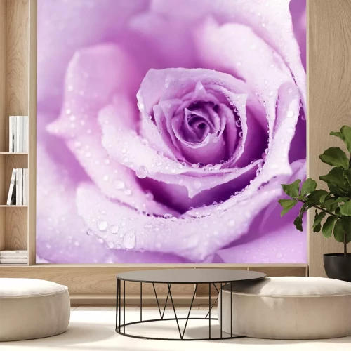Fotobehang Roos in dauwdruppels