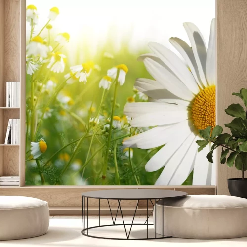 Sticker Veldbloemen verlicht door de zon