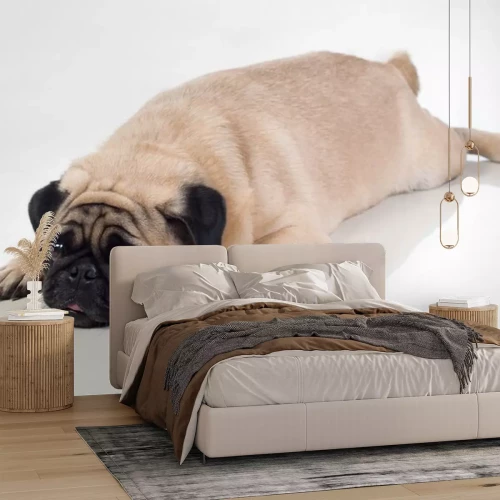 Sticker Fat pug lying on ground