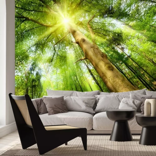 Fotobehang Hoge bomen