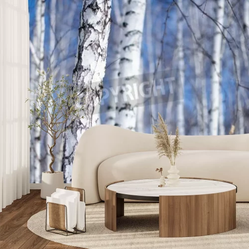 Fotobehang Berken zonder bladeren