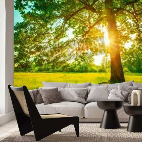 Fotobehang Zonsopgang achter een boom