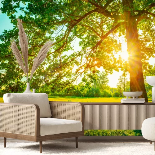 Fotobehang Zonsopgang achter een boom
