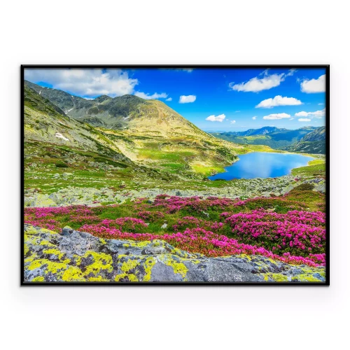 Poster Een bloemenweide hoog in de bergen.