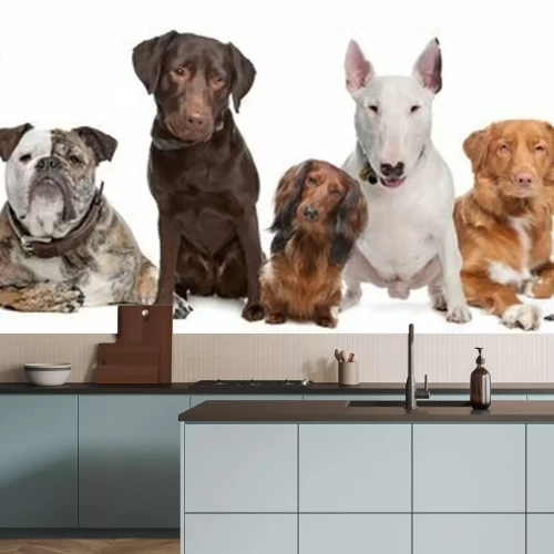Fotobehang Verschillende gekleurde honden op witte achtergrond