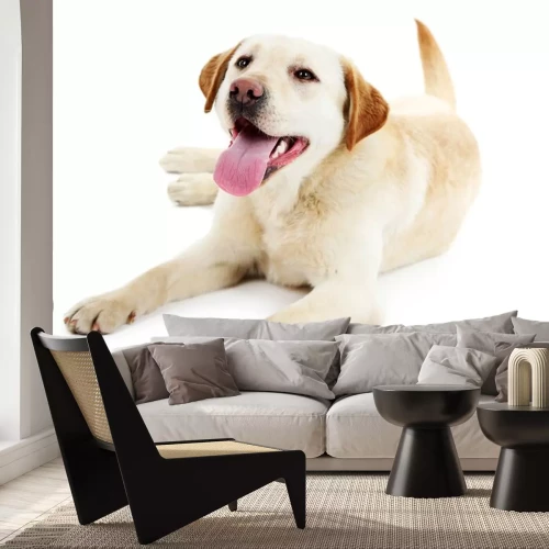 Sticker Labrador met hangende tong