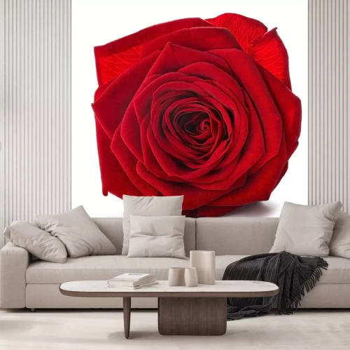 Sticker Een gigantische rode roos