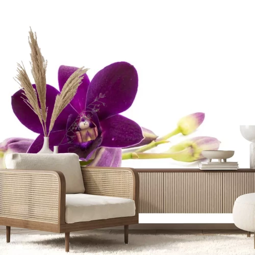 Sticker Donkerpaarse orchidee op een witte achtergrond